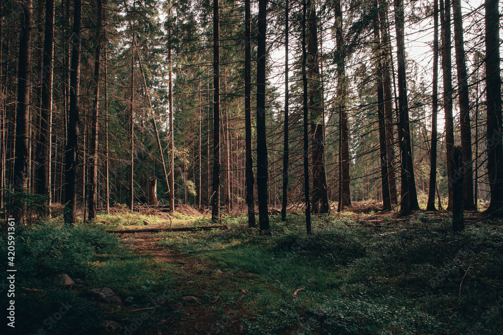 Obraz premium Forest trees in sunset color