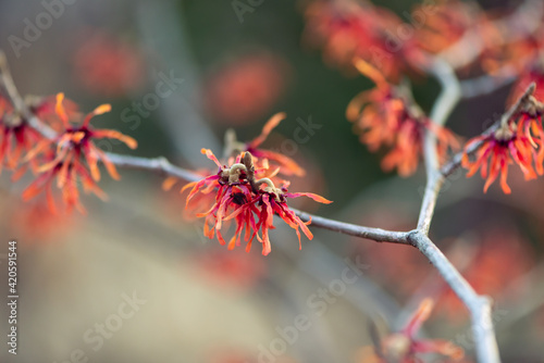 Diane witch hazel flowers blooming in winter