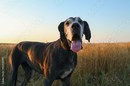Funny dog in field in evening