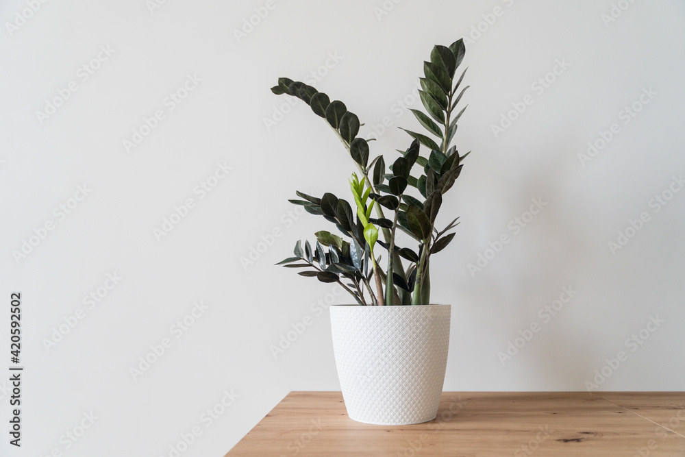 Plant Dollar tree in white pot on white background