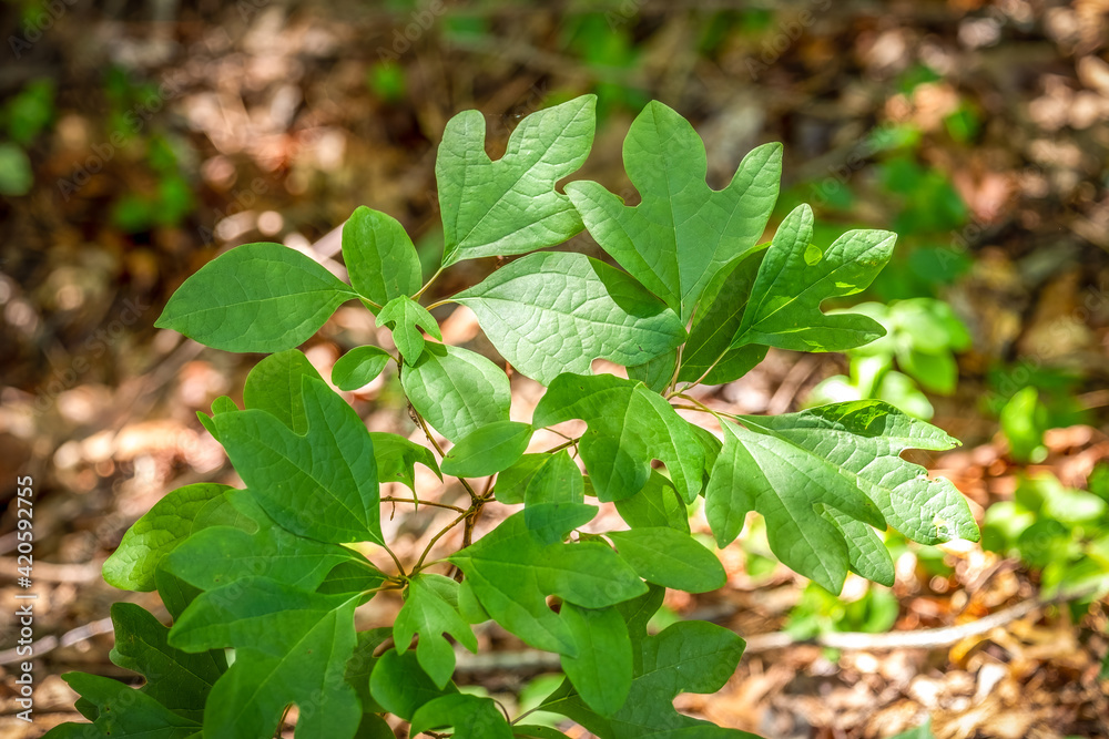 A Sassafras (Sassafras albidum) sapling in the woods. Raleigh, North Carolina. A Sassafras (Sassafras albidum) sapling in the woods. Raleigh, North Carolina.