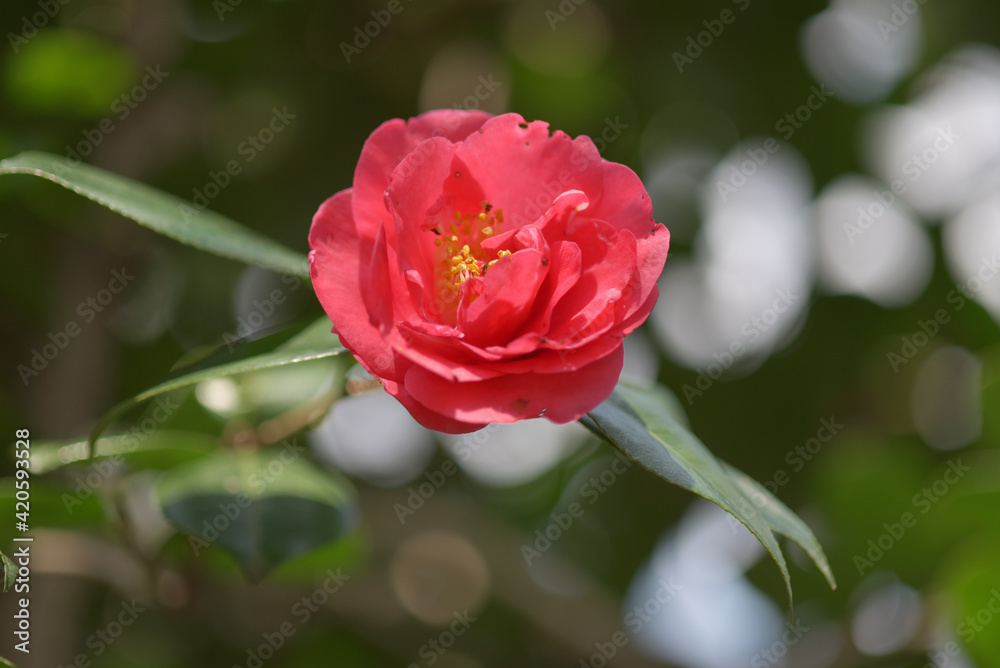 Obraz premium 熊谷 椿の花