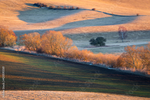 Trees in the fields of Turiec region, Slovakia. photo