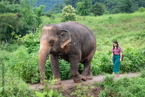 Photography Walking the elephant -North of Chiang Mai, Thailand