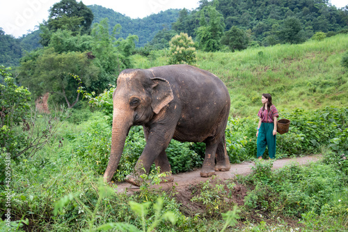 Photography Walking the elephant - North of Chiang Mai, Thailand