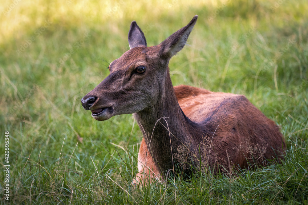 A cute lying deer in the grass. A cute lying deer in the grass.