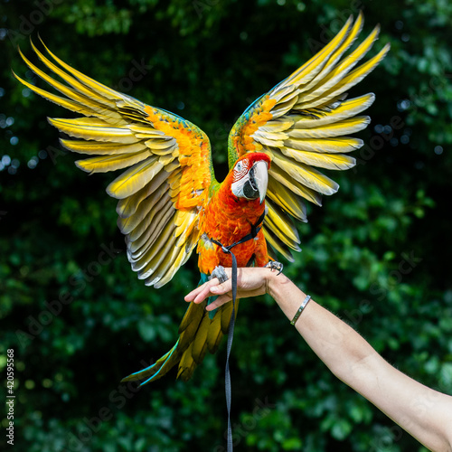 A macaw flapping it's wings photo