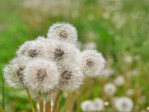 Close view of a wind dandelion on a green background