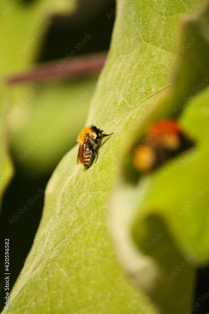 Bee on leaf, Monserrate Palace garden, Park of Monserrate, Sintra, Portugal Bee on leaf, Monserrate Palace garden, Park of Monserrate, Sintra, Portugal