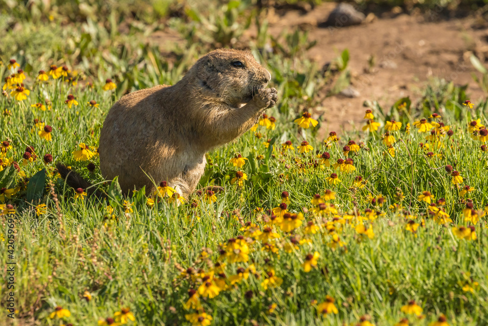 USA, Oklahoma, Wichita Mountains National Wildlife Refuge. Prairie dog and wildflowers.