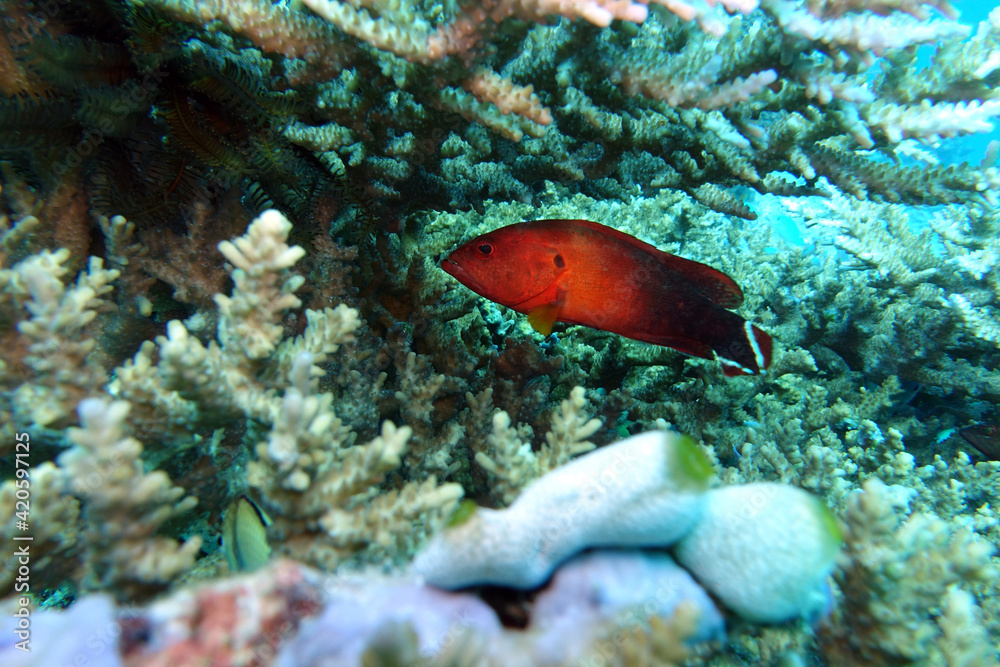Fototapeta premium Feuer-Zackenbarsch - Cephalopholis urodeta