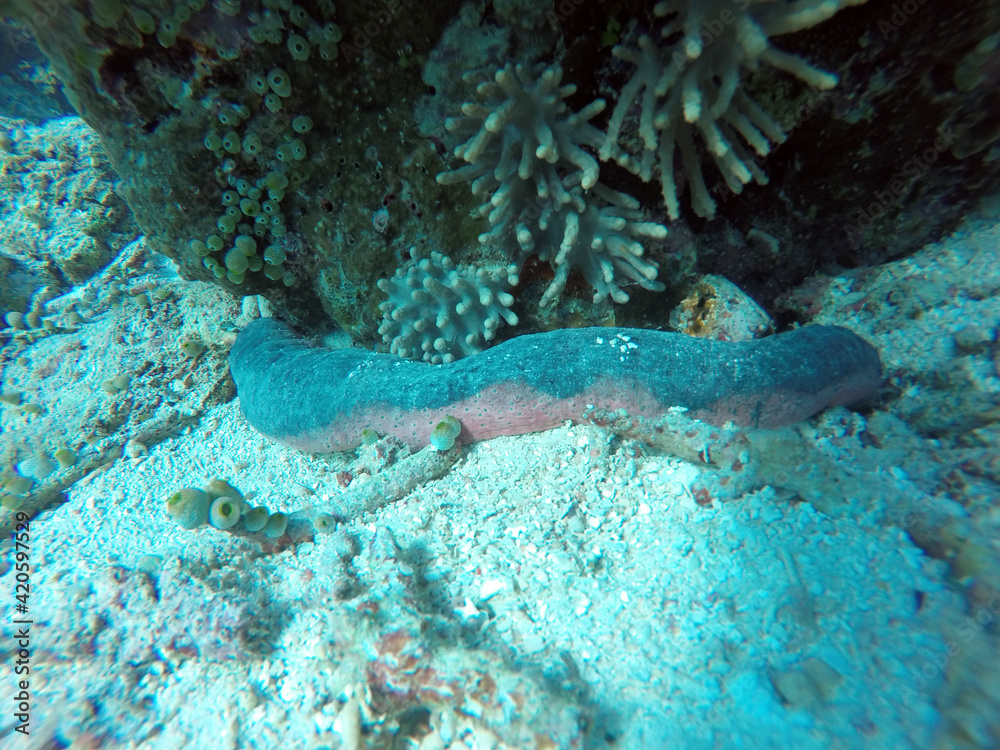 Fototapeta premium Rosafarbene Seegurke -Holothuria (Halodeima) edulis