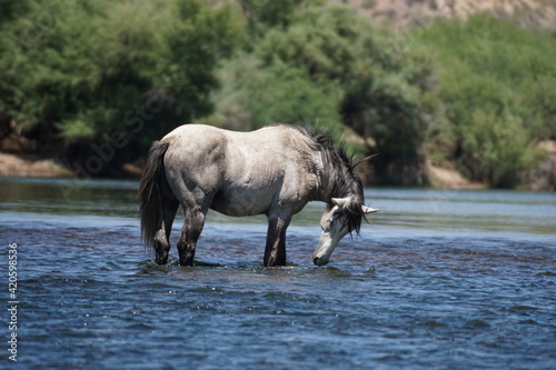 Gray   White WIld Horse standing in River