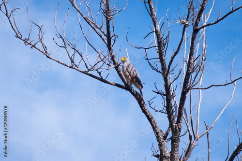 Águila observada en Potrerillos, Chiriquí, Panamá y científicamente conocida como Buteo magnirostris photo