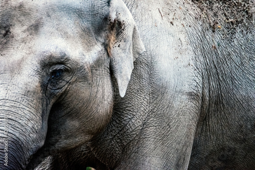 Elephant closeup