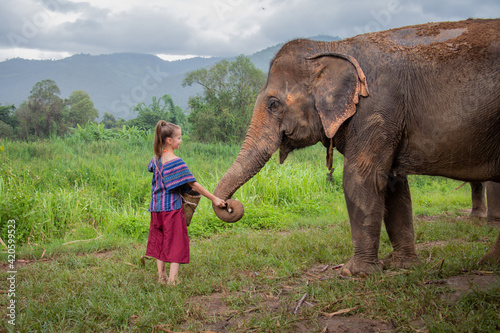 Girl feeding an elephant -North of Chiang Mai, Thailand. A girl is feeding an elephant in a sanctuary for old elephants.