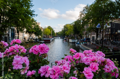 Beautiful pink flowers with a river and trees as background © Christian
