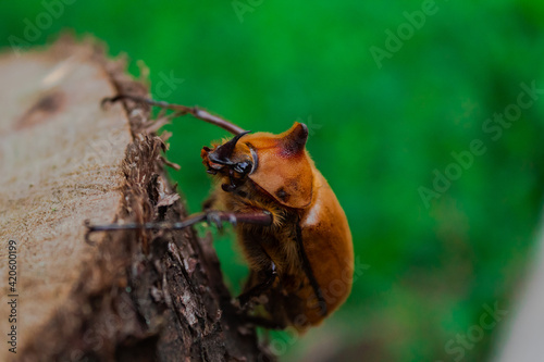 Brown beetle on wood, scientific name is Golofa. photo