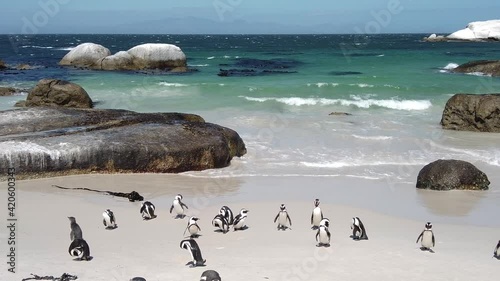 African penguin on sandy beach. Spheniscus demersus also known as jackass penguin and black-footed penguin on Boulders Penguin Colony on Boulders Beach Nature Reserve in Simon's Town in South Africa