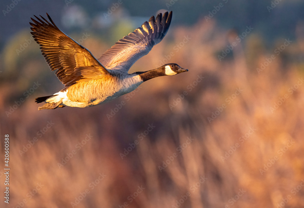Fototapeta premium Canada Goose flying away.