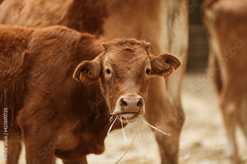 Cows eating Straw.