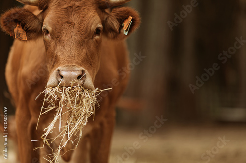 Cows eating Straw.