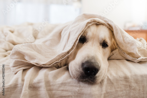 golden retriever under sheets