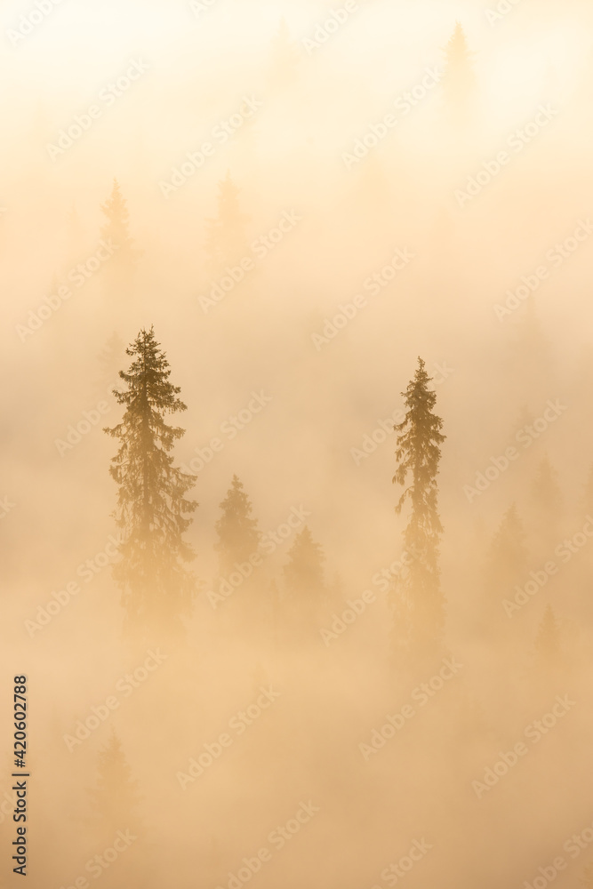 Pine trees in fog Pine trees in fog