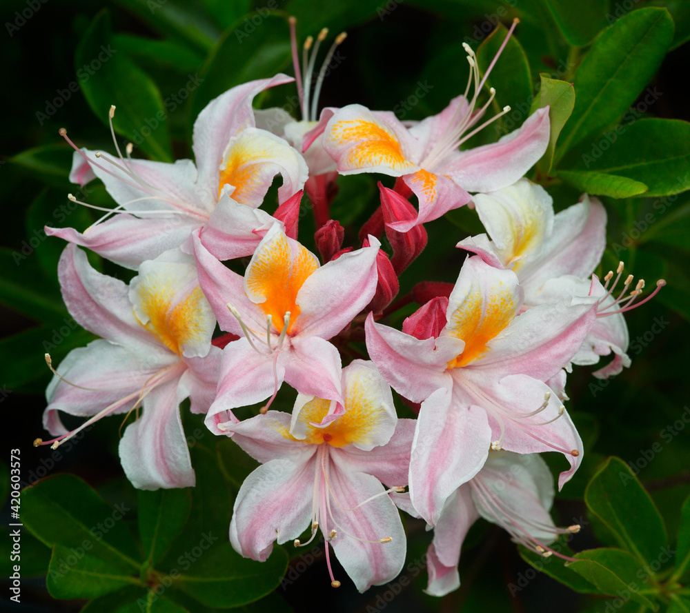 Obraz premium USA, Oregon. Wild azalea flowers.