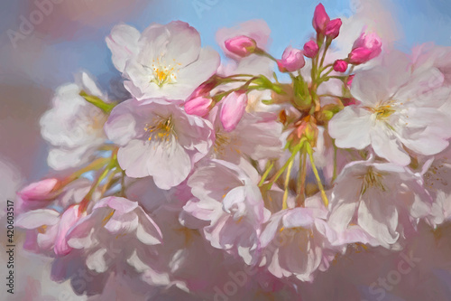USA, Oregon, Coos Bay. Akebono cherry blossoms close-up.