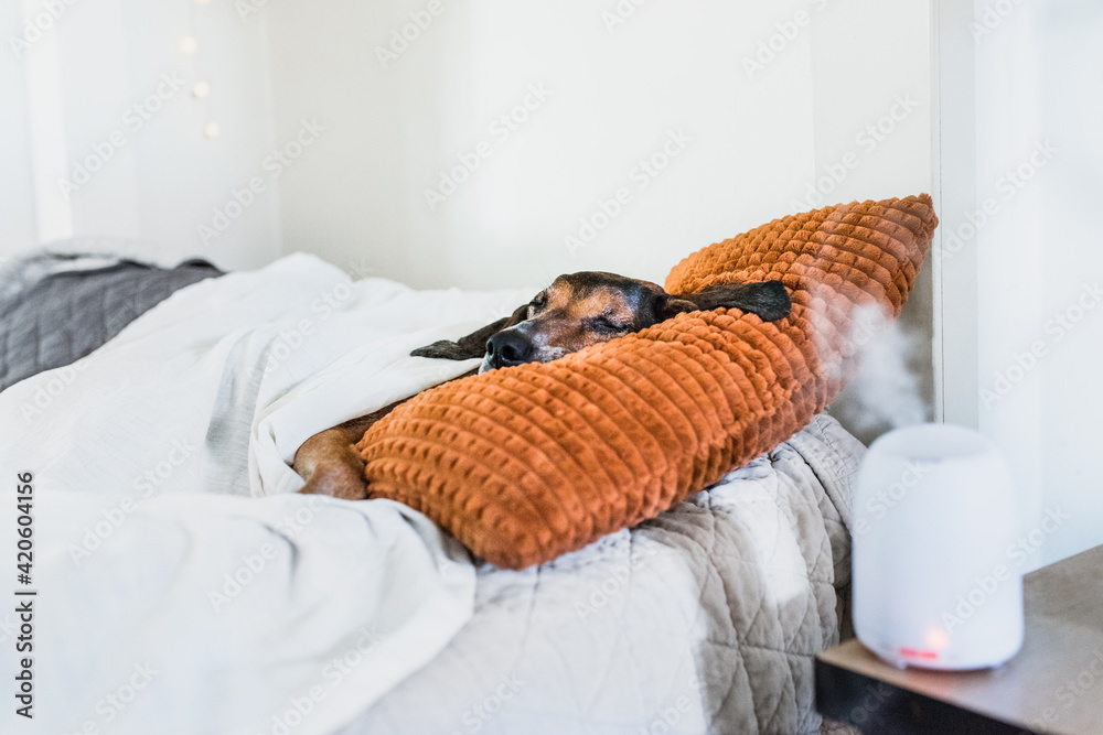 Dog sleeping like human Stock Photo Adobe Stock