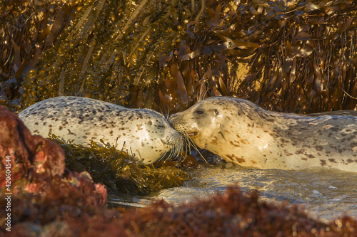 USA, Oregon, Bandon Beach. Harbor seal mother and pup on beach. photo