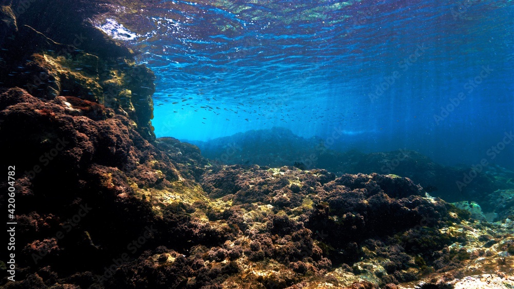 Obraz premium Scenic Underwater landscape