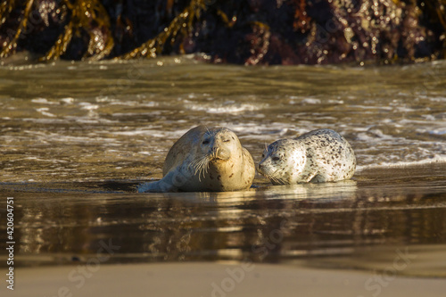 USA, Oregon, Bandon Beach. Harbor seal mother and pup on beach.