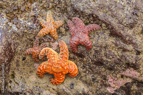 USA  Oregon  Bandon Beach. Sea stars on rock.