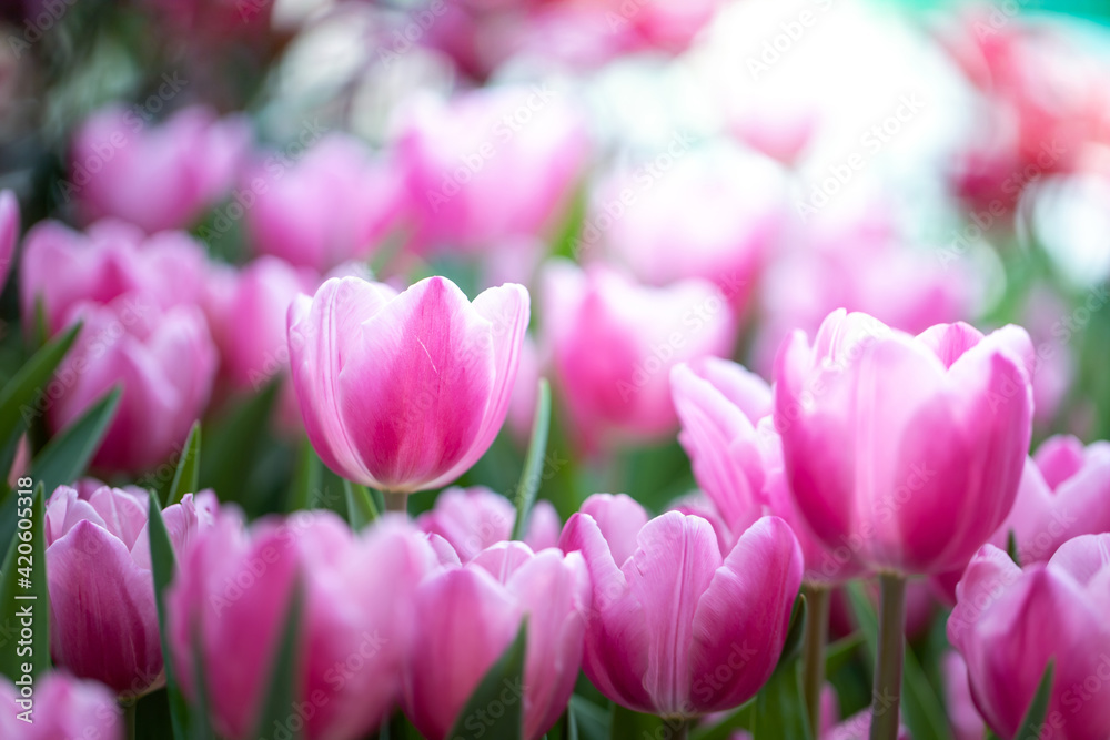 Beautiful bouquet of tulips. colorful tulips. nature background