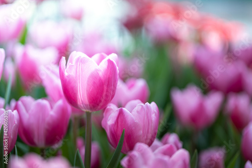 Beautiful bouquet of tulips. colorful tulips. nature background
