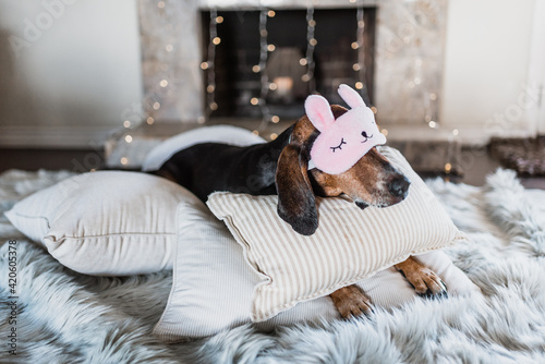 Funny Sleepy Dog wearing eye mask photo