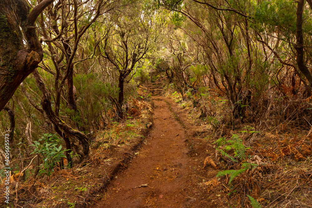 Obraz premium footpath in the woods