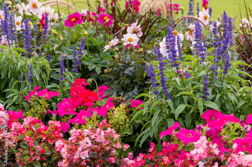 Group of different beautiful and colorful flowers in a garden
