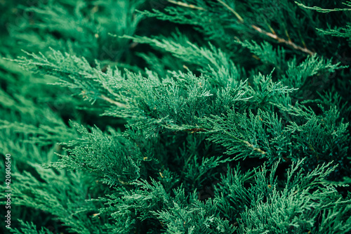 Evergreen foliage close-up detail