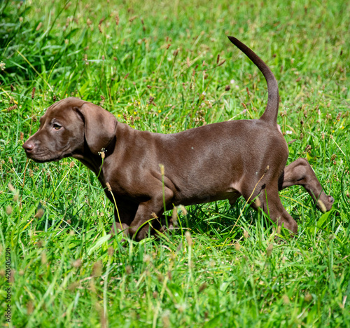 puppy in grass