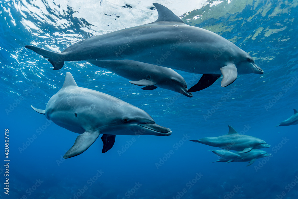 Dolphins inhabiting Mikurajima in Tokyo, Japan Dolphins inhabiting Mikurajima in Tokyo, Japan