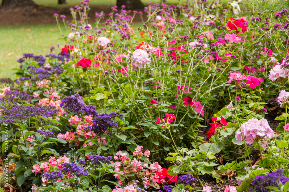 Fototapeta premium Group of different beautiful and colorful flowers in a garden