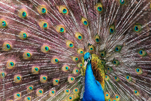 Male peacock fanning out his tail feathers photo