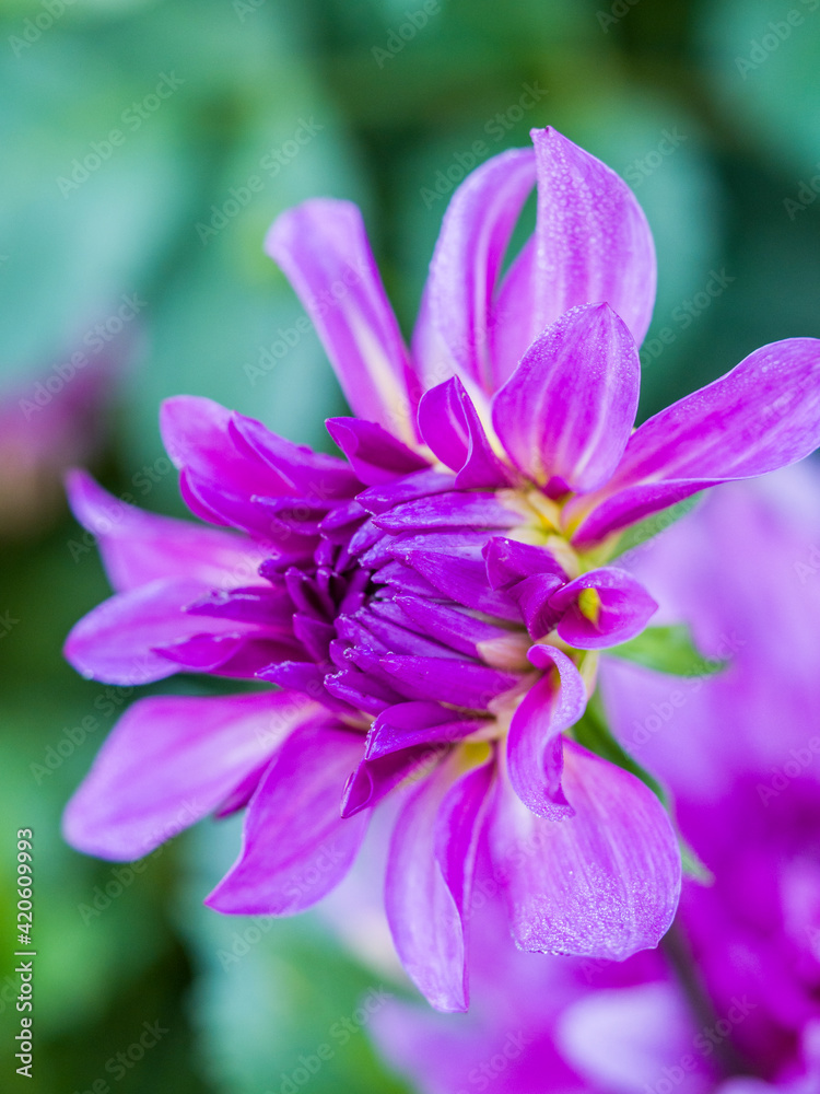 USA, Oregon, Canby, Clackamas County. Close-up of a dahlia variety. USA, Oregon, Canby, Clackamas County. Close-up of a dahlia variety.