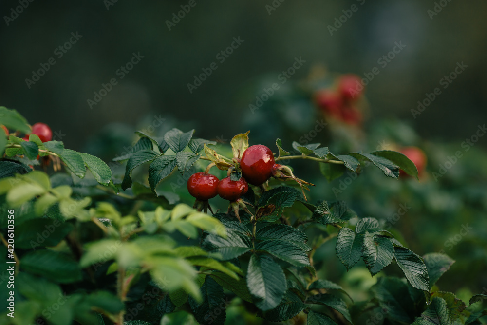 Red dog-rose buds with green leaves
