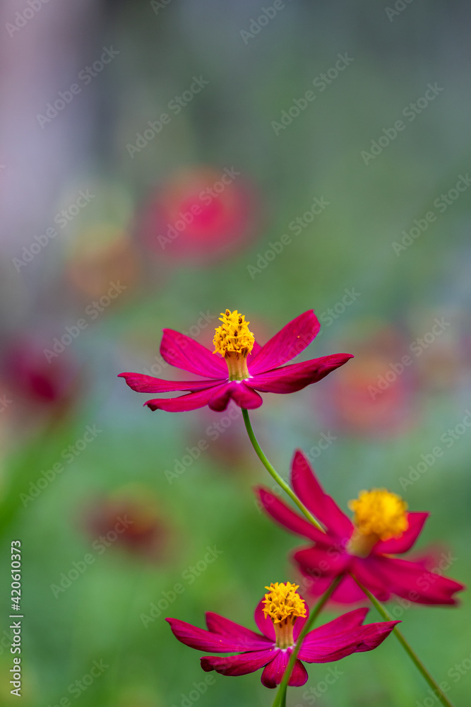 red and yellow flower red and yellow flower