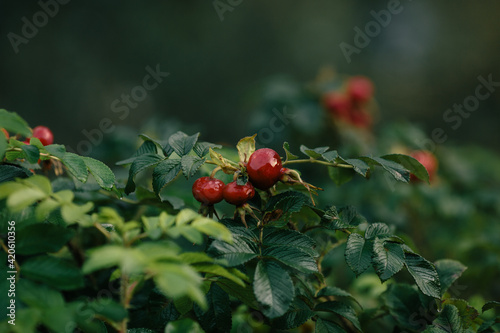 Red dog-rose buds with green leaves