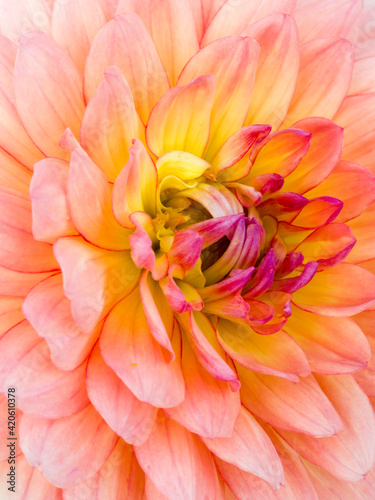 USA  Oregon  Canby  Clackamas County. Macro of a dahlia variety.